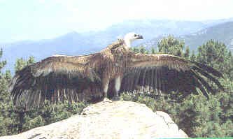 BUITRE LEONADO